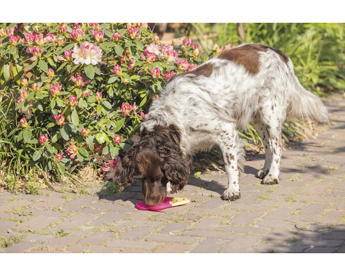 Ein Hund frisst Leckerlis von einer Futtermatte im Garten.