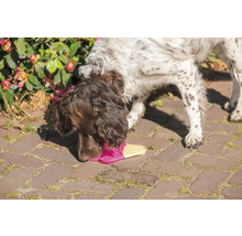 Ein Hund schnüffelt an einer rosa und gelben Sandale auf einem gepflasterten Weg.