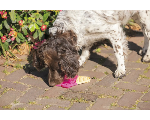 Ein Hund schnüffelt an einer rosa und gelben Sandale auf einem gepflasterten Weg.