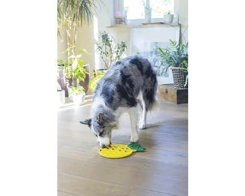 Ein Hund frisst Futter aus einem gelben interaktiven Futterspielzeug in Ananasform.