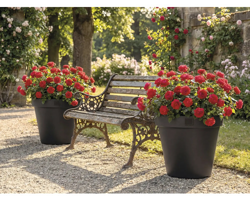 Garten mit Bank und zwei Blumentöpfen mit roten Rosen