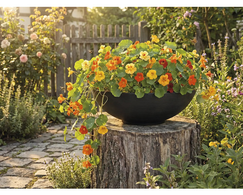 Gefüllter Topf mit Kapuzinerkresse auf Baumstumpf im Garten