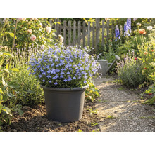 Blauer Blüherde im Topf im Gartenweg