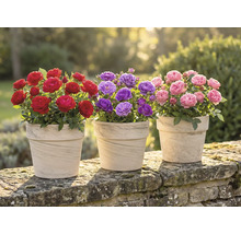 Drei Töpfe mit roten, lilafarbenen und rosa Rosen auf einer Steinmauer