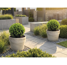 Gestalteter Garten mit Pflanzenkübeln und Gehwegplatten