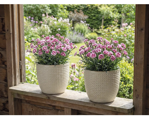 Zwei Nelken in strukturierten Übertöpfen auf einer Fensterbank