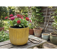 Gänseblümchen in einem Pflanzgefäß mit vertikalen Rillen auf einer Holzbank im Garten