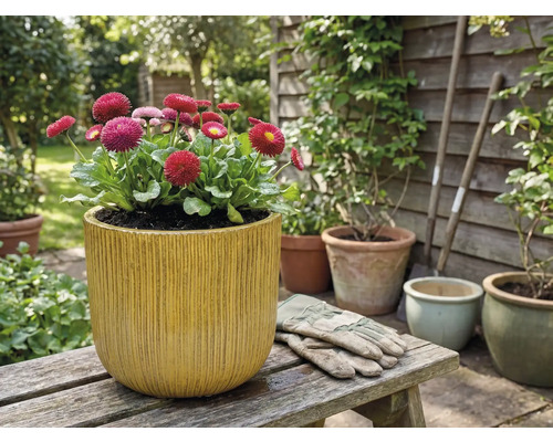 Gänseblümchen in einem Pflanzgefäß mit vertikalen Rillen auf einer Holzbank im Garten