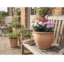 Terracottatopf mit Nelken auf einer Holzbank im Garten.