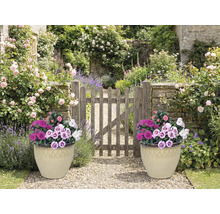 Gartenszene mit zwei bepflanzten Töpfen und Holztor