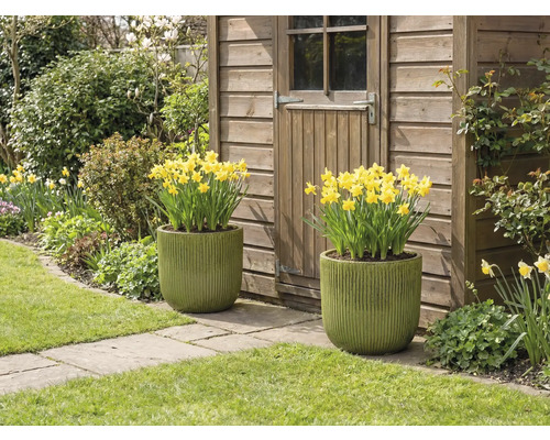 Zwei bepflanzte Töpfe mit gelben Narzissen vor einem Gartenhaus