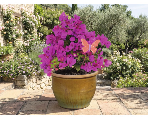 Bougainvillea in einem Topf mit Schmetterlingsdekoration im Garten