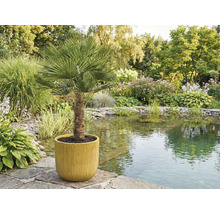 Chinesische Hanfpalme in einem Topf im Garten am Teich