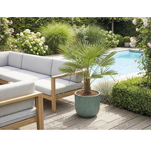 Außenbereich mit Gartenmöbeln, Pool und Kübelpflanze mit Fächerpalme