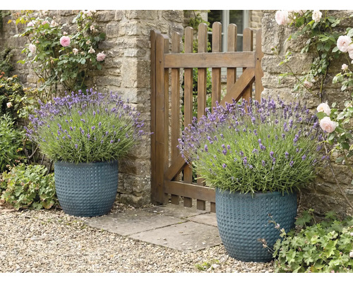 Zwei strukturierte Pflanzgefäße mit Lavendel neben einem Gartenzaun.