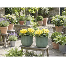 Dekorative Gartenszene mit gelben Blumen in Pflanzgefäßen