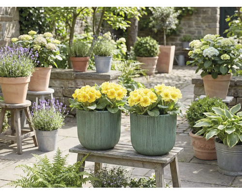 Dekorative Gartenszene mit gelben Blumen in Pflanzgefäßen