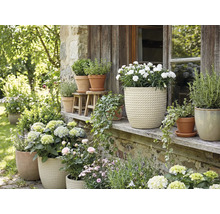 Blumenarrangement mit Topfpflanzen im Außenbereich