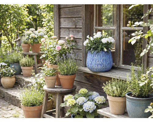Gartenansicht mit Blumen und Kräutern in Töpfen auf Bänken und Hockern vor einem Holzhaus.