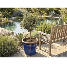 Olivenbaum im Topf neben einer Holzbank in einem Garten mit Teich