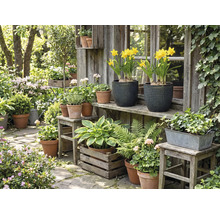 Idyllische Gartenszene mit verschiedenen Pflanzen in Töpfen und Kästen vor einem hölzernen Gartenhaus.