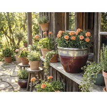 Dekorative Gartenszene mit Blumen in Töpfen auf Holzregalen und Hockern.