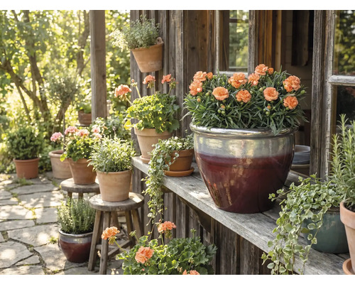 Dekorative Gartenszene mit Blumen in Töpfen auf Holzregalen und Hockern.