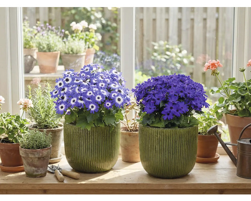 Zimmer mit blühenden Topfpflanzen auf einem Fensterbrett