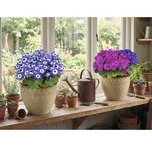 Zwei Topfpflanzen mit Blüten auf einer Fensterbank, dazu eine Gießkanne und kleine Töpfe.