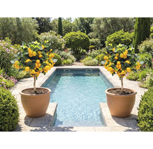 Zwei Zitronenbäumchen in Tontöpfen neben einem Pool in einem Garten.