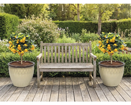 Gartenszene mit Holzsitzbank und zwei Mandarinenbäumchen in Pflanzgefäßen