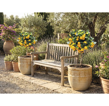 Gartenszene mit Zitronenbäumchen in Töpfen und einer Holzbank