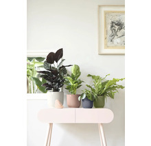 Dekorative Zimmerpflanzen in Töpfen auf einem Konsolentisch