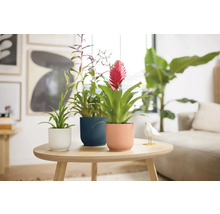 Drei Bromelien in Töpfen auf einem Tisch in einem hellen Wohnzimmer.