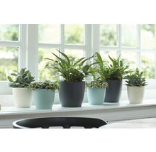 Fensterbank mit verschiedenen Zimmerpflanzen in Blumentöpfen