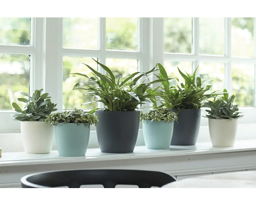 Fensterbank mit verschiedenen Zimmerpflanzen in Blumentöpfen