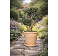 Podocarpus im Terrakottatopf auf Gartenweg