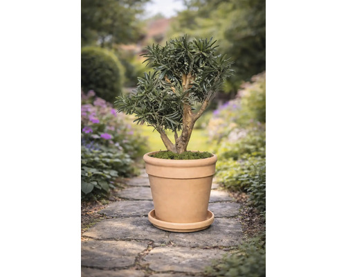 Podocarpus im Terrakottatopf auf Gartenweg