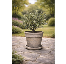 Olivenbaum im Topf auf einem Steinweg im Garten.