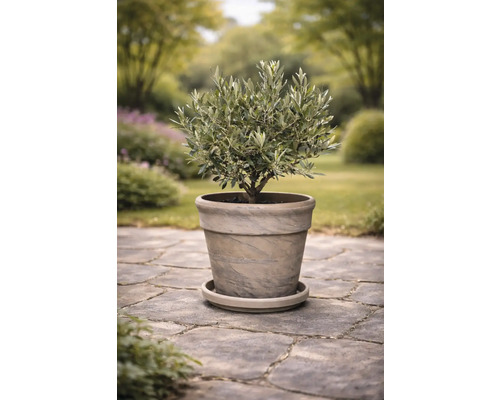 Olivenbaum im Topf auf einem Steinweg im Garten.