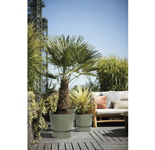 Helle Terrasse mit Palme und Yucca in runden Kunststofftöpfen mit Untersetzern neben einem Holzsofa mit Kissen und üppigen Gräsern.