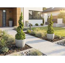 Moderner Vorgarten mit spiralförmigen Buchsbäumen in grauen Töpfen an einem hellen Plattenweg mit Ziergräsern und Rindenmulch.