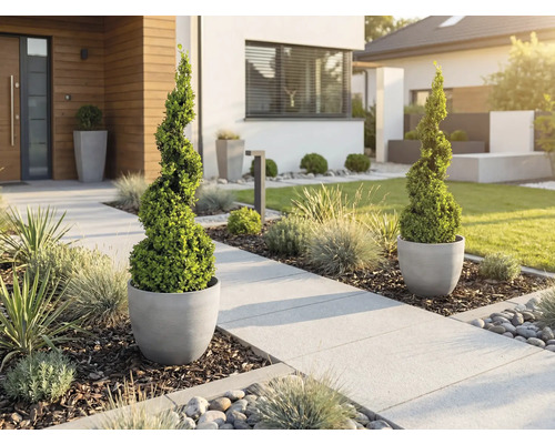 Moderner Vorgarten mit spiralförmigen Buchsbäumen in grauen Töpfen an einem hellen Plattenweg mit Ziergräsern und Rindenmulch.