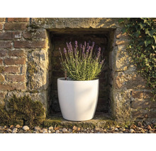 Weißer runder Pflanztopf mit blühendem Lavendel in einer rustikalen Nische einer Steinmauer mit Wasserstandsanzeiger.