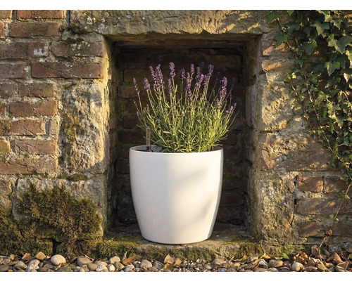 Weißer runder Pflanztopf mit blühendem Lavendel in einer rustikalen Nische einer Steinmauer mit Wasserstandsanzeiger.