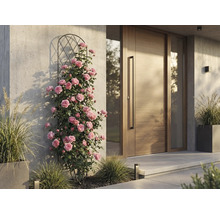 Kletterrosen an einer Metall-Rankhilfe neben einer modernen Holzhaustür an einer hellen Betonwand.