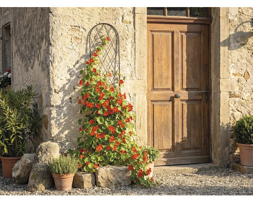 Bogenförmiges Rankgitter aus Metall mit einer blühenden Kletterpflanze an einer rustikalen Steinmauer neben einer Holztür.
