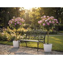 Schwarze Gartenbank aus Metall mit Verzierungen zwischen zwei rosa Hochstammrosen in weißen Töpfen in einem hellen Garten.