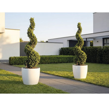 Zwei spiralförmig geschnittene Pflanzen in weißen runden Pflanzkübeln in einem modernen, hellen Garten mit Rasen und Steinweg.