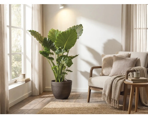 Große Alocasia im dunklen Pflanzkübel in einem hellen Wohnzimmer neben einem Sessel mit Kissen und einer Wohndecke.